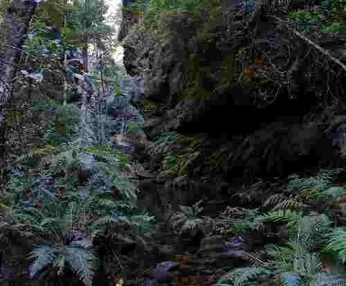 Source: https://commons.wikimedia.org/wiki/File:Rainforest,bluemountainsNSW.jpg Author: Adam J.W.C. License: GNU Free Documentation License Rain Forest Blue Mountains